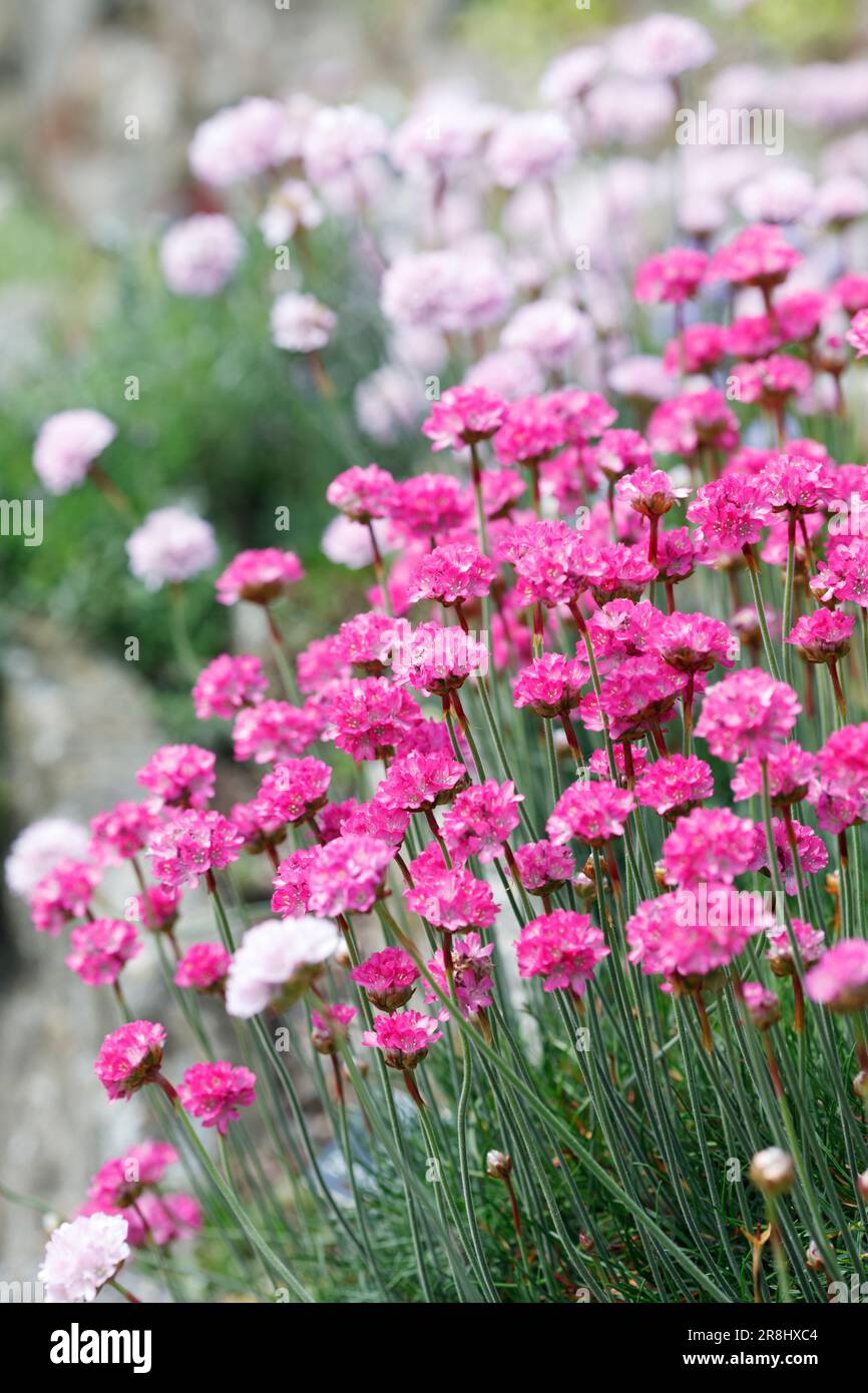 Armeria maritima 'Dusseldorfer Stolz' en fleur. Banque D'Images