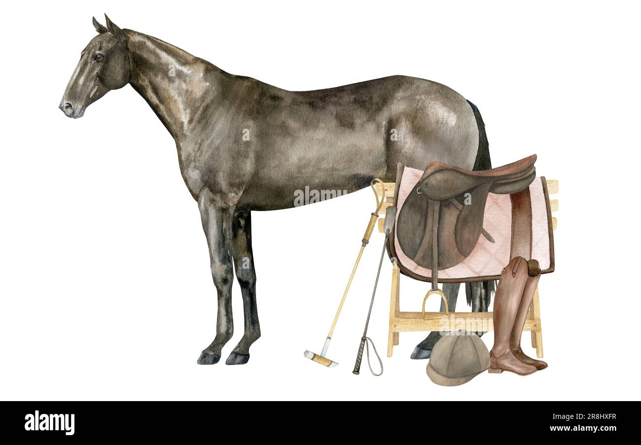 Illustration aquarelle d'un cheval de la baie de Thoroughbred debout en anglais. Isolé. Équipement équestre selle, coussin de selle, bottes en cuir marron, casque Banque D'Images