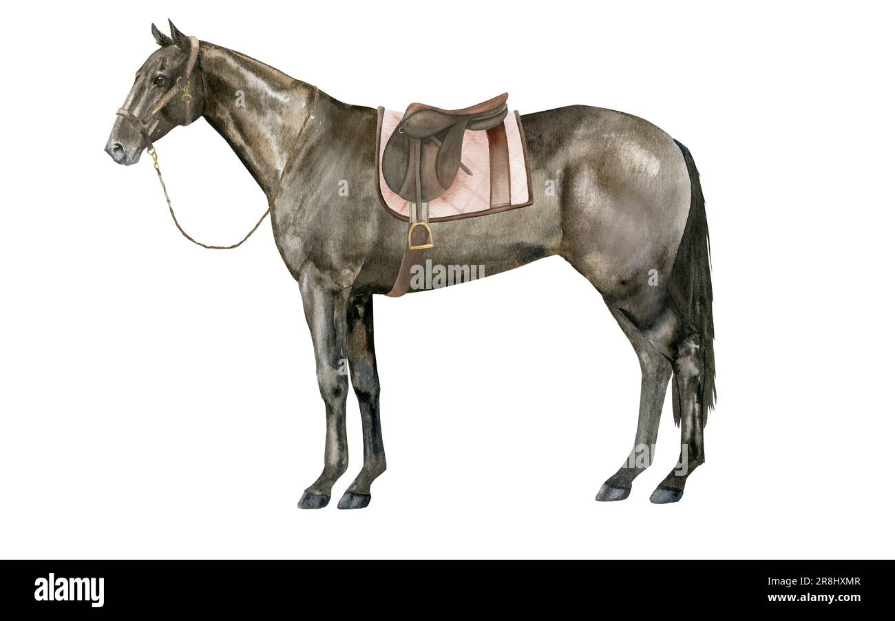 Illustration aquarelle d'un cheval de baie de Thoroughbred debout sous une selle brune portant un halter brun. Isolé. Pour les tirages sur le thème de Banque D'Images