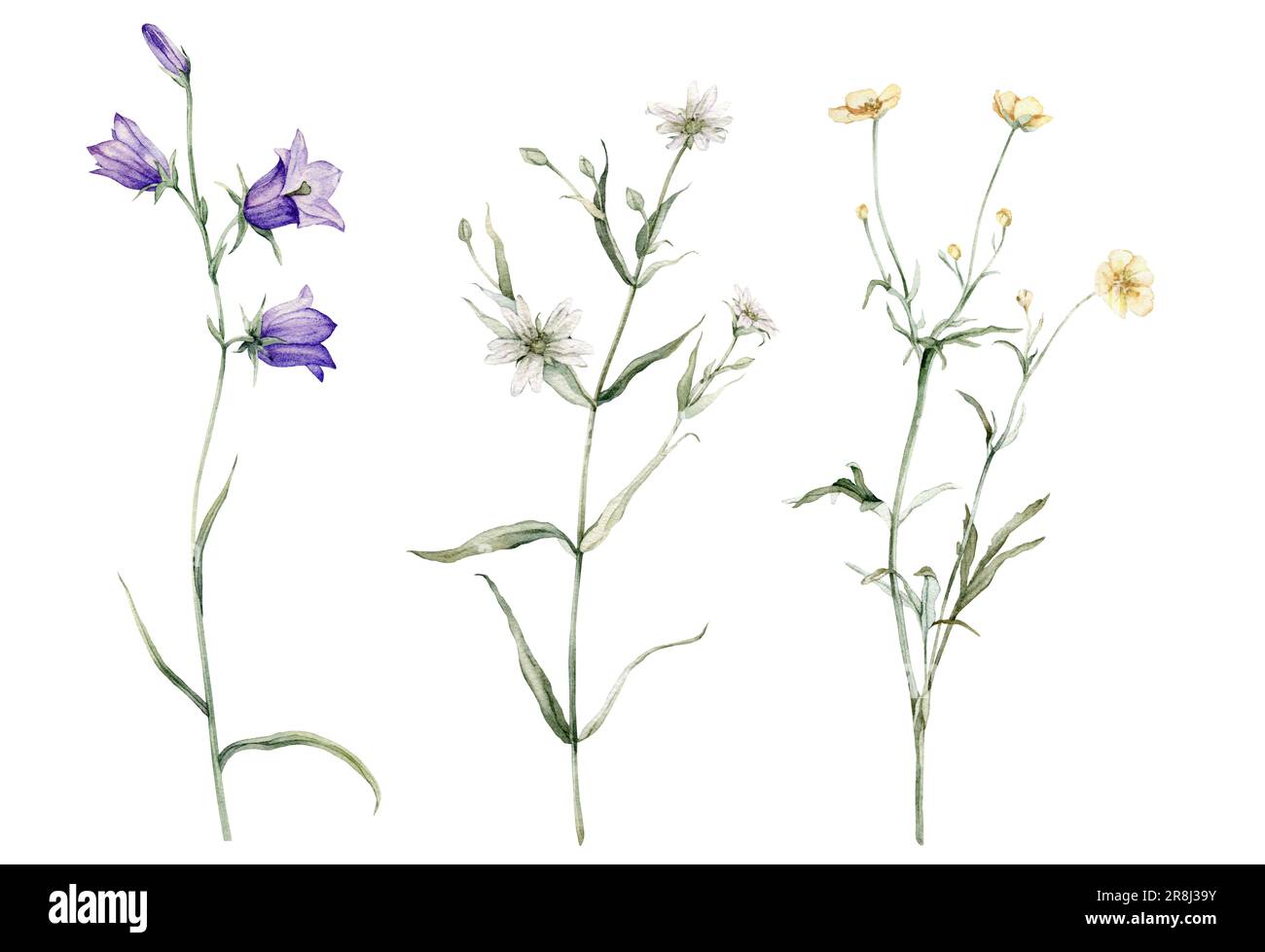 clipart de fleurs de prairie et de forêt aquarelle. Campanula patula, petite cloche, bluebell, raiponce. Rabelera holosa, stellaria. buttercup Banque D'Images