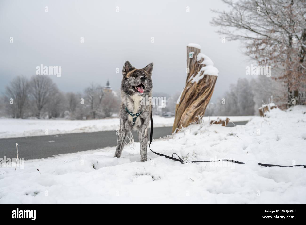 Un chien joueur d'Akita inu qui profite des chutes de neige de l'hiver, qui couine et gaie dans un pré en plein air Banque D'Images