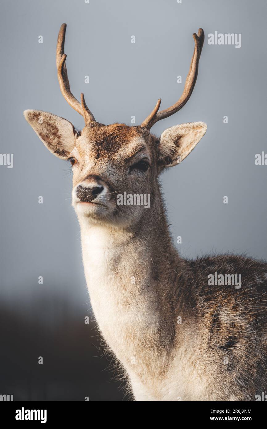 Une image d'un cerf majestueux, dans un profil latéral, debout dans un champ herbacé Banque D'Images