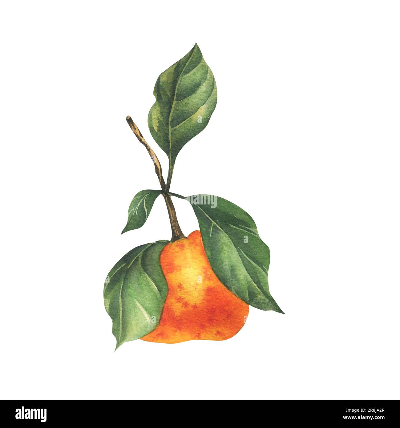 Mandarine orange avec branche et feuilles vertes, agrumes et fruits tropicaux. Illustration aquarelle, dessinée à la main. Objet isolé sur fond blanc. Banque D'Images