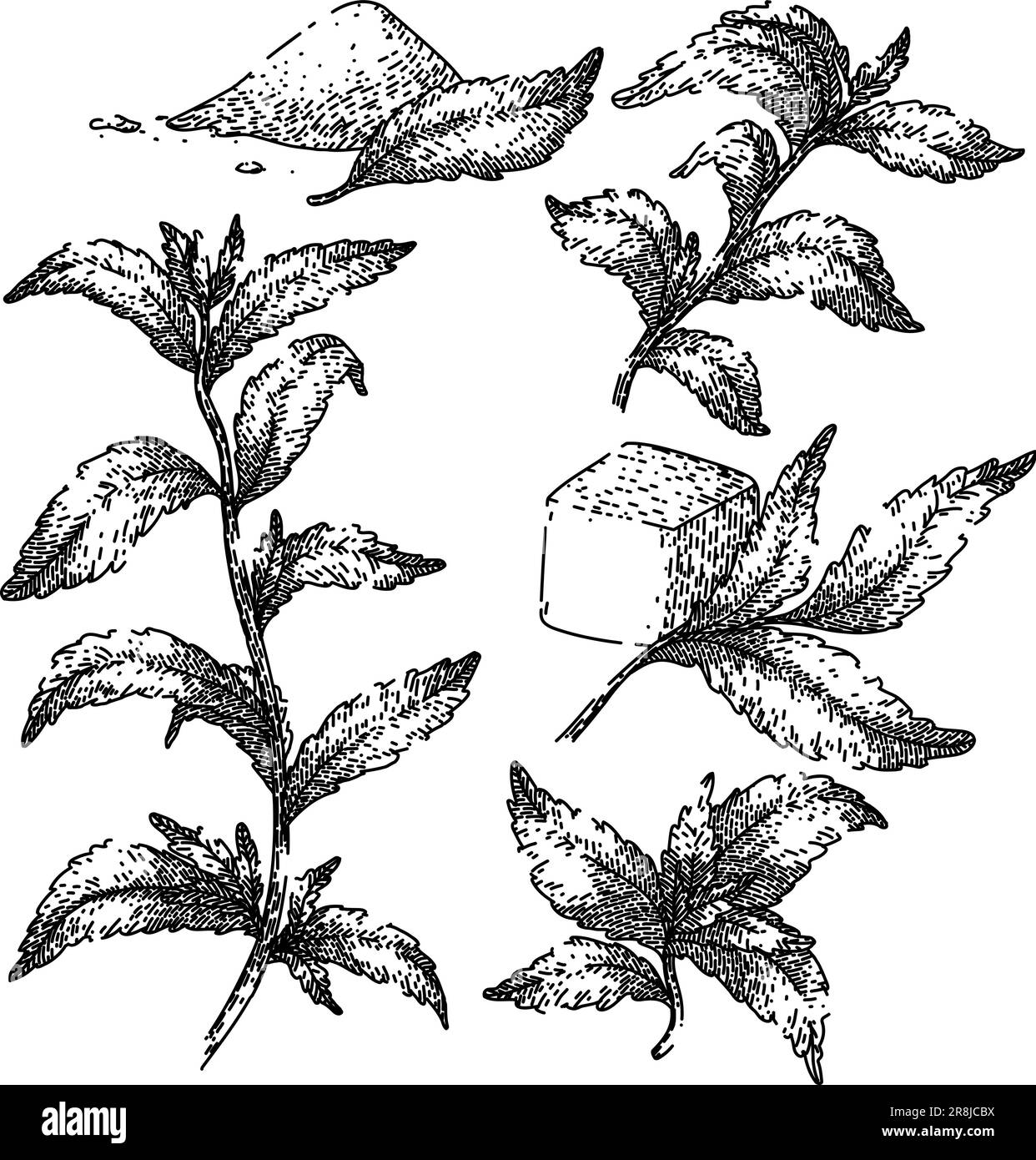 vecteur dessiné à la main pour croquis de jeu de feuilles de plante stevia Illustration de Vecteur