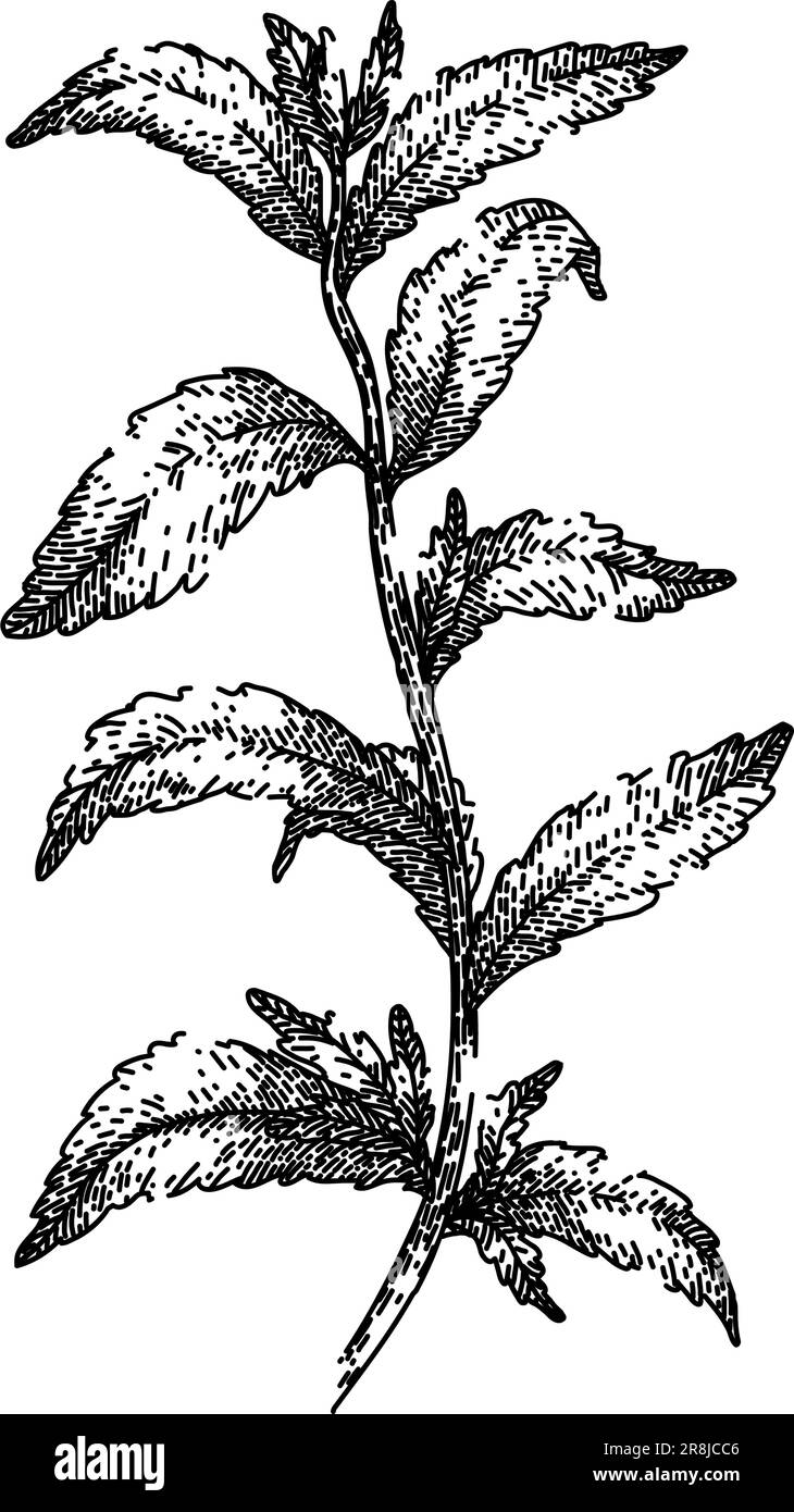 vecteur dessiné à la main pour croquis de feuille de plante stevia Illustration de Vecteur