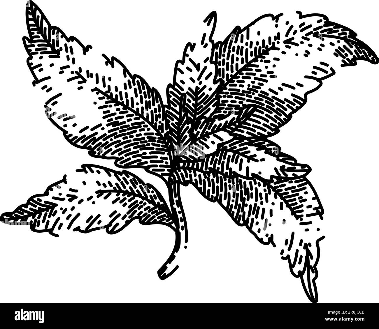 vecteur dessiné à la main à l'esquisse organique de feuille de stevia Illustration de Vecteur