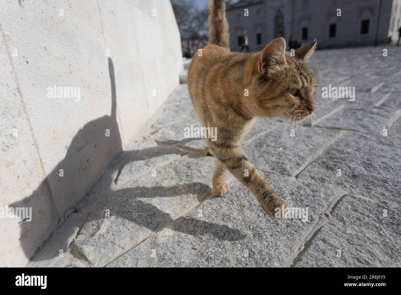 Un chat tabby errant s'éloigne par une journée ensoleillée Banque D'Images