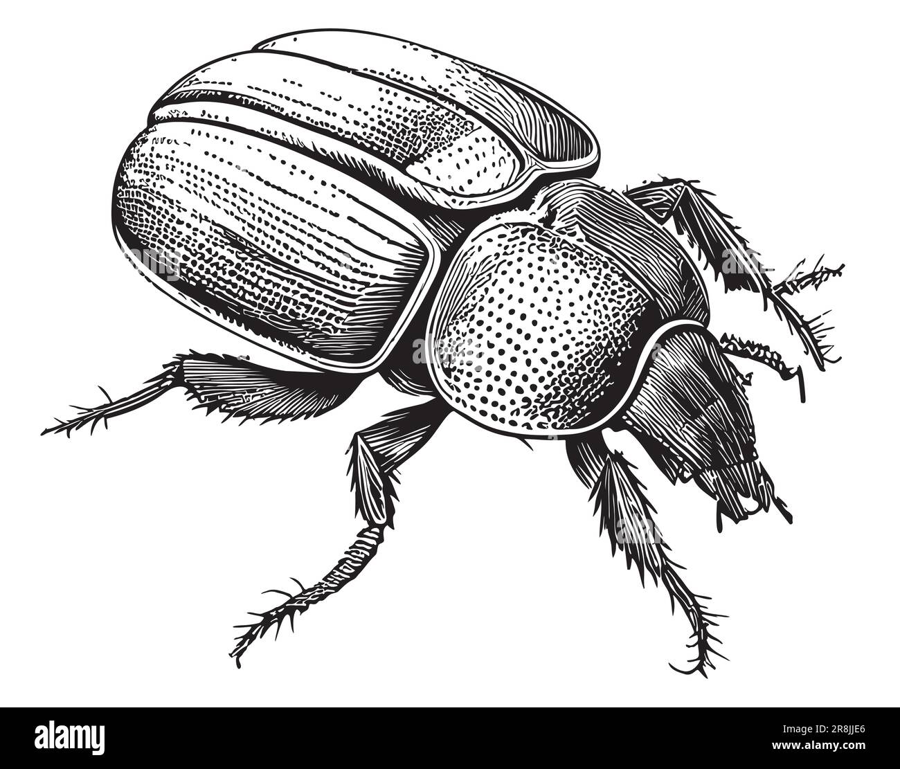 Insecte scarabée esquisse dessinée à la main illustration du vecteur Illustration de Vecteur