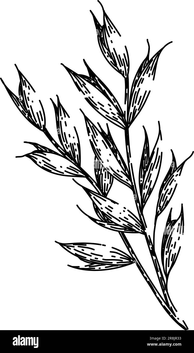 vecteur dessiné à la main de croquis de plante d'avoine d'avoine Illustration de Vecteur