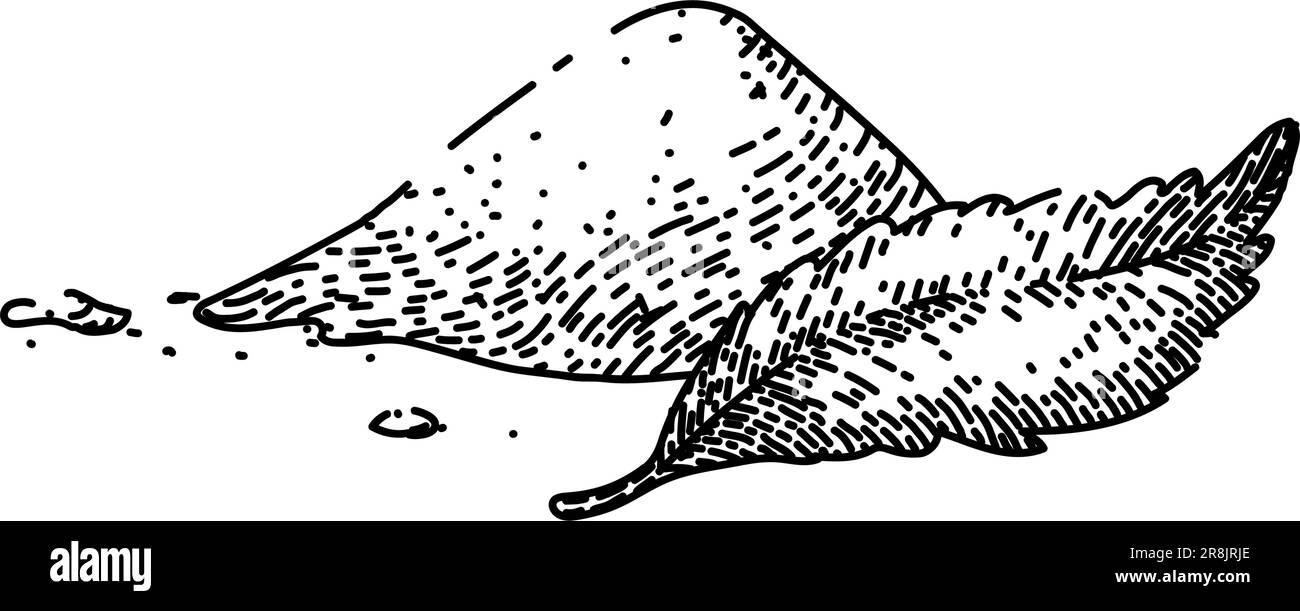 vecteur dessiné à la main pour croquis de sucre végétal de stevia Illustration de Vecteur