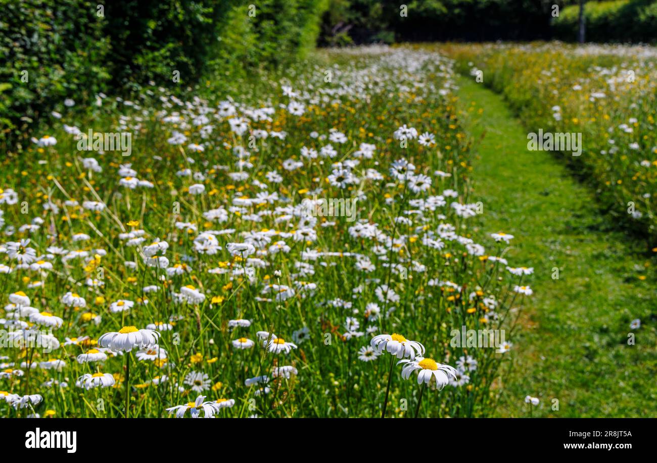 Pâquerettes à œnox (Leucanthemum vulgare) poussant dans un champ avec un sentier de mourade au début de l'été à Charlton Musgrove, dans le sud du Somerset, dans le sud-ouest de l'Angleterre Banque D'Images