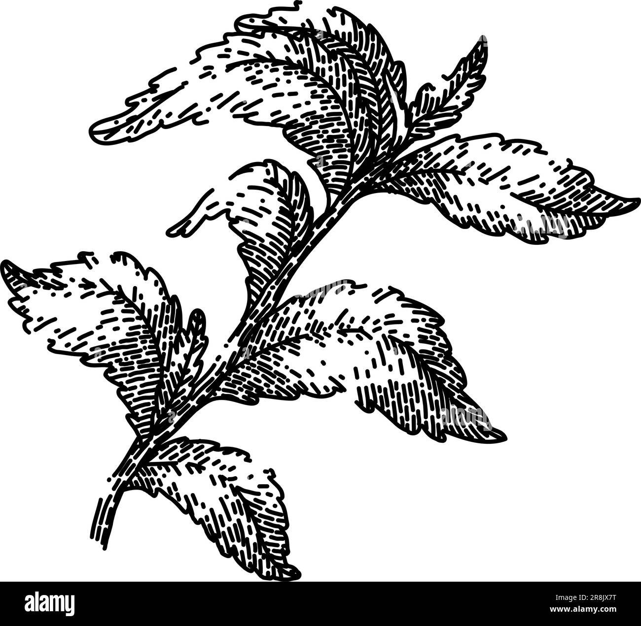 vecteur dessiné à la main à l'esquisse verte de feuille de stevia Illustration de Vecteur