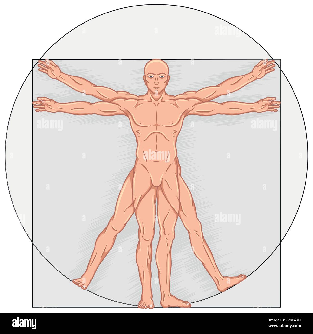 Dessin vectoriel de style caricature homme de Vitruvian, Etude des proportions idéales du corps humain, canon de proportions humaines Illustration de Vecteur