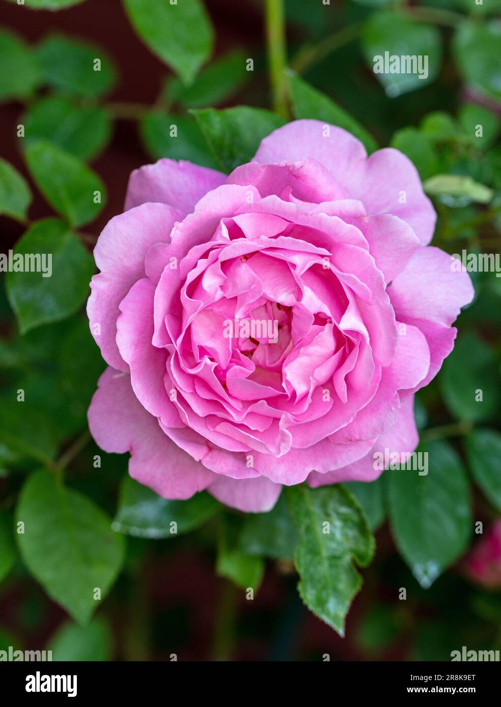 'Mary Rose, Ausmary' Rose anglaise, Engelsk ros (Rosa) Banque D'Images