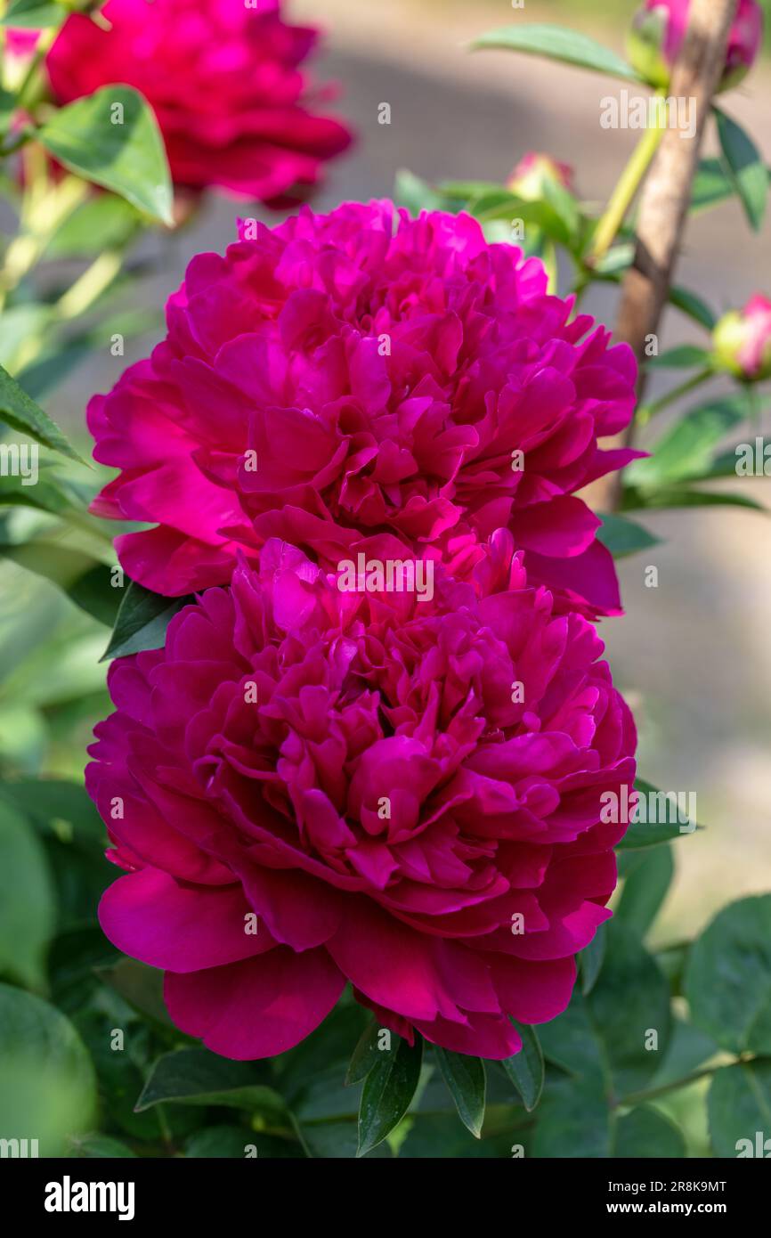 Pivoine de jardin commune 'Black Beauty', Luktpion (Paeonia lactiflora) Banque D'Images