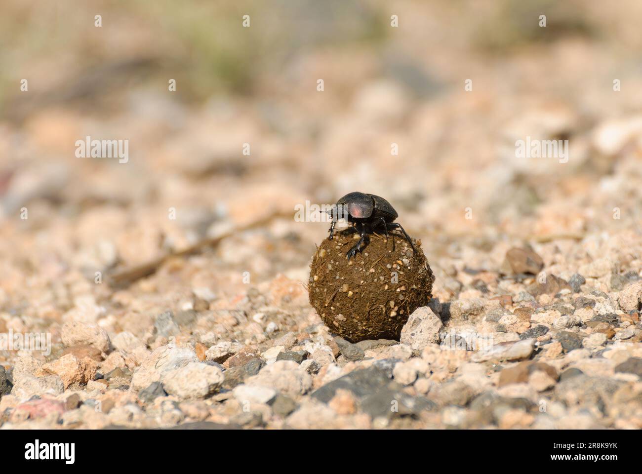 Dung scarabée roulant une balle de dung dans le parc national Kruger, Afrique du Sud Banque D'Images