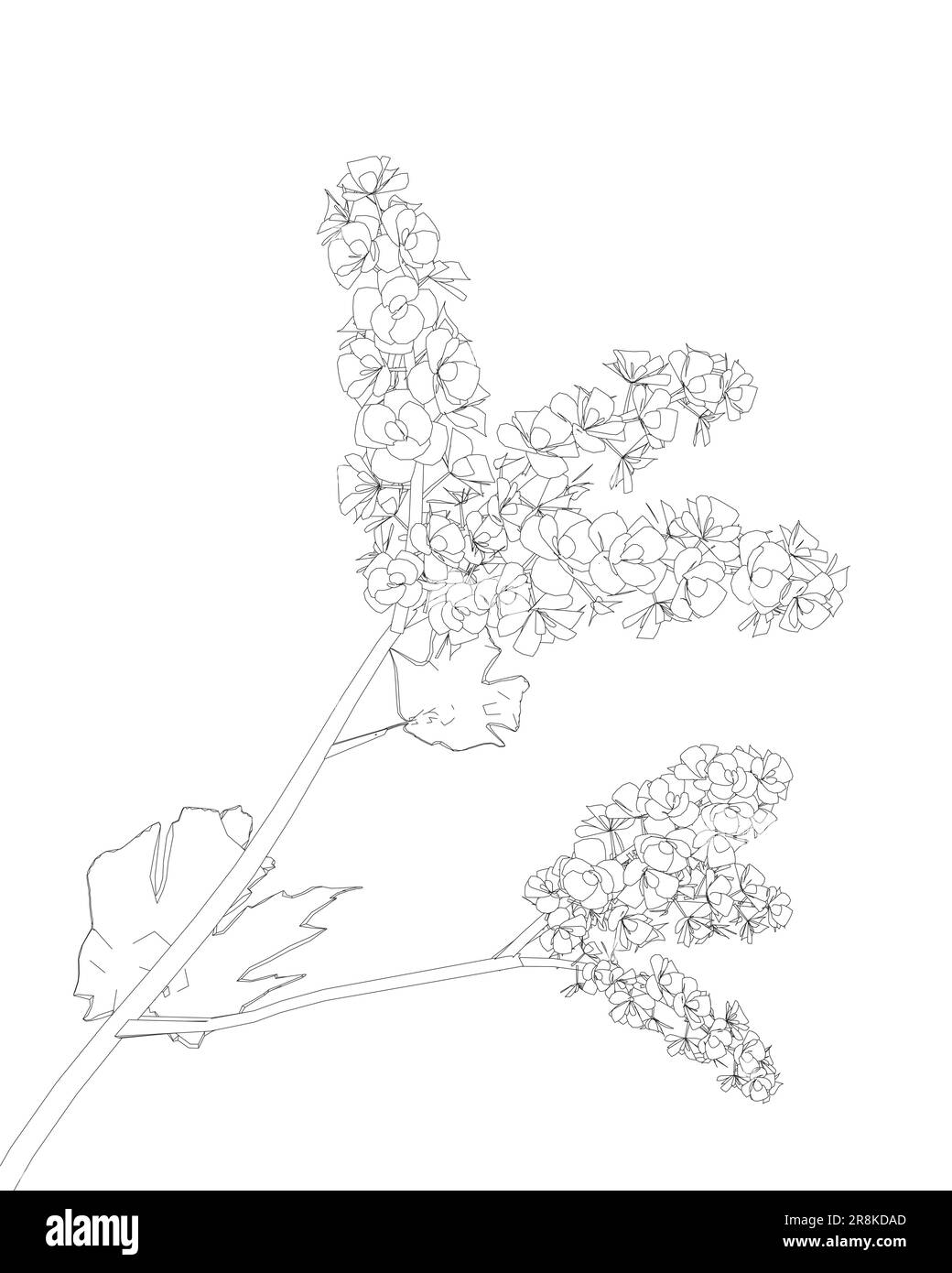 Contour fleurs décoration sur fond blanc. Contour noir des fleurs isolées sur fond blanc. Fleurs dessinées à la main. Cerisiers en fleurs outli Illustration de Vecteur