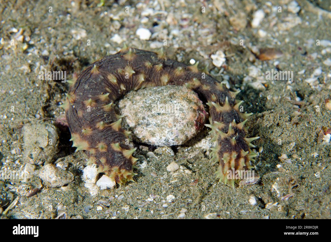 Concombre de la mer de Tigertail, Holothuria hilla, site de plongée de Kampung Baru, Ambon, Maluku, Indonésie, Mer de Banda Banque D'Images