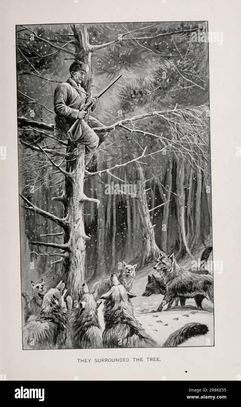 Ils ont entouré l'arbre illustré par Charles Whymper du livre au Klondike ou, Un cow-boy de ruée vers les champs d'or par Gordon stables, 1840-1910; Date de publication c1898 Publisher T.Y. Crowell & Co. Cette histoire relate les expériences de certains hommes, femmes, filles et garçons anglais qui ont du mal à se rendre à la ruée vers l'or du Klondike. Ils ont des aventures avec des grizzlies, des loups et des Indiens; ils endurent de grandes souffrances et des difficultés, mais leurs constitutions et leur formation anglaises robustes les amènent à travers Banque D'Images