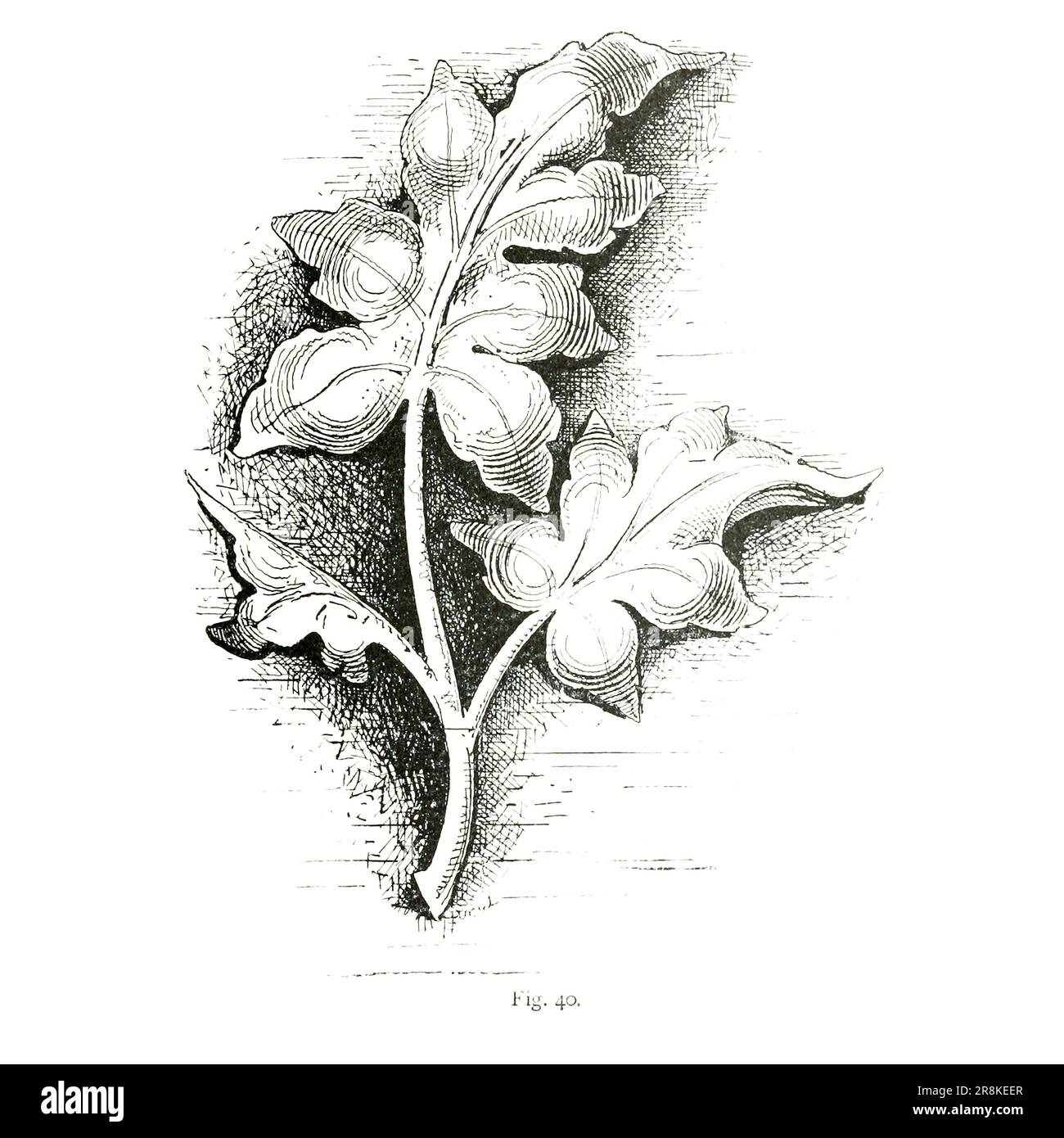 Des études très finies de Foliage lineart croquis du livre ' A Manual of Wood sculpter ' par Leland, Charles Godfrey, 1824-1903; et Holtzapffel, John Jacob Date de publication 1891 par New York, Scribner Banque D'Images