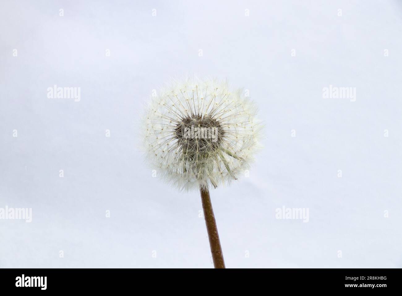 un pissenlit sur un arrière-plan flou Banque D'Images