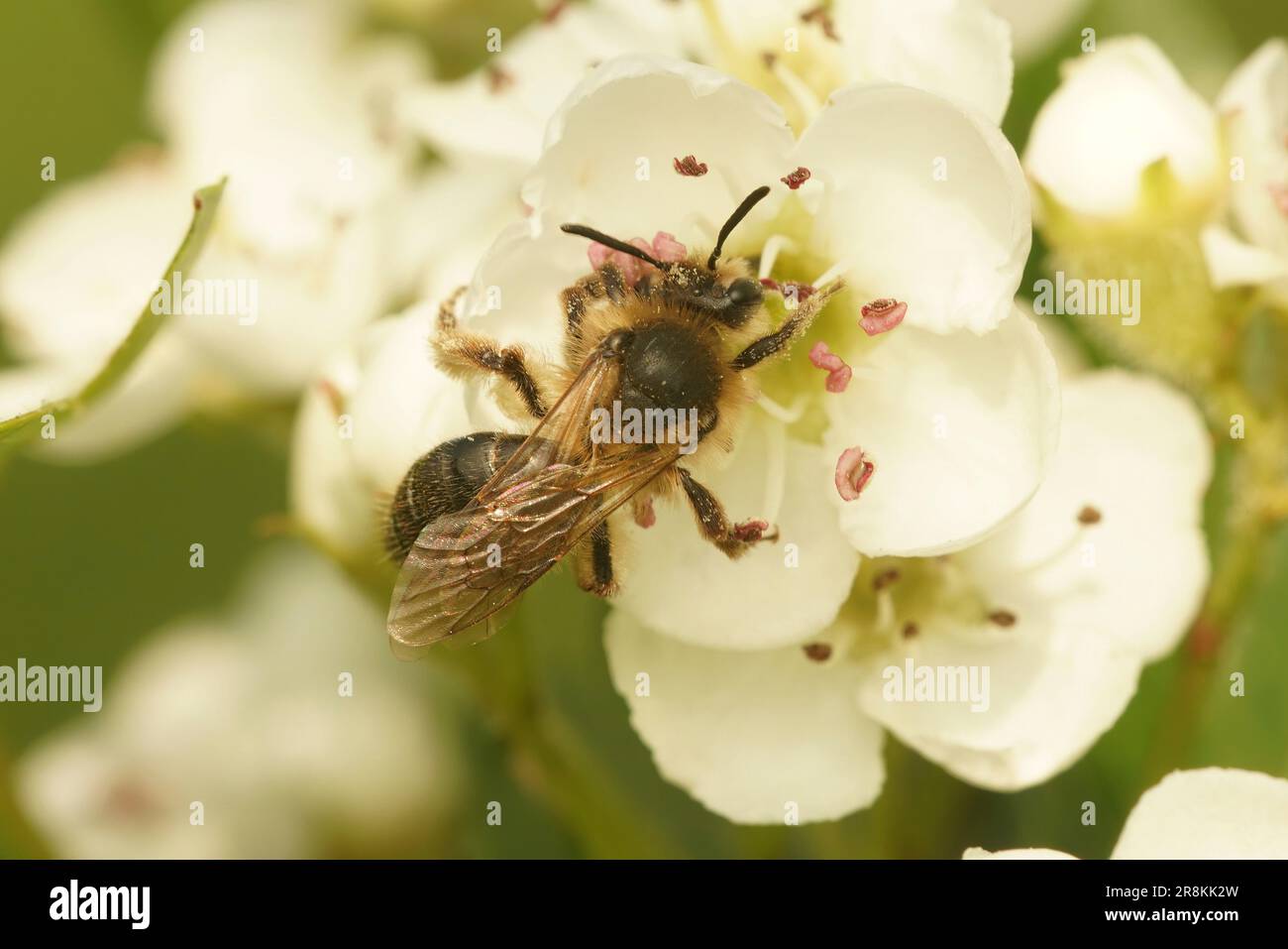 Un gros plan naturel sur une petite abeille minière femelle, Andrena sur une Hawthorn blanche, Crataegus, fleurit au printemps Banque D'Images