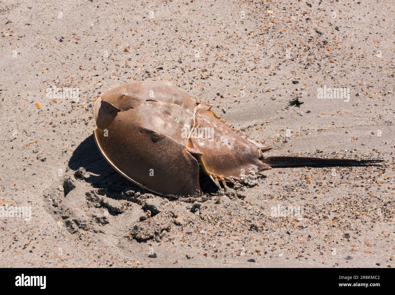 Un corégone allongé dans le sable sur une plage, avec ses nageoires dorsale et pectorale exposées à l'air Banque D'Images
