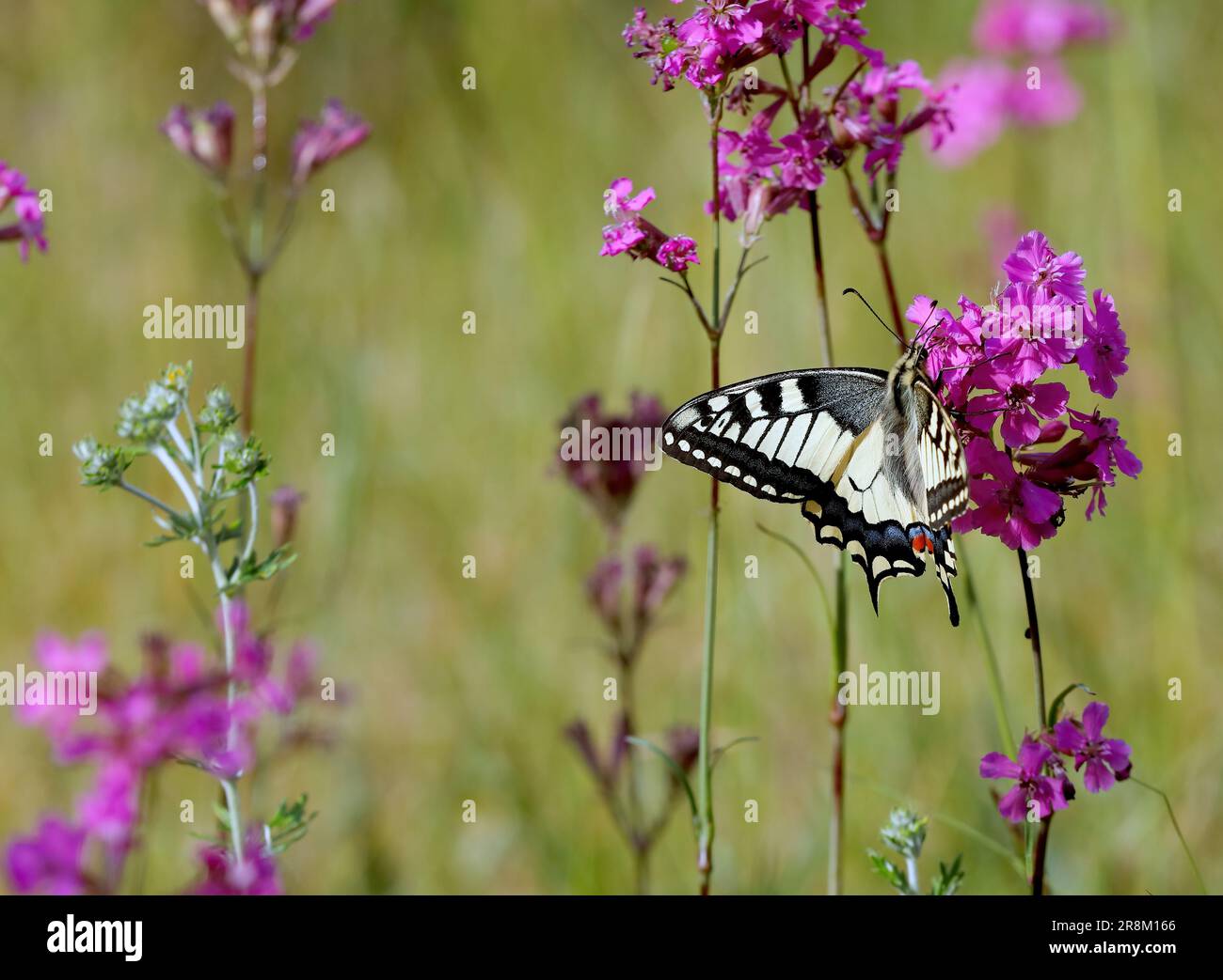 Belle Swallowtail à la recherche de nectar sur les fleurs pourpres de la mouche de chat collante Banque D'Images