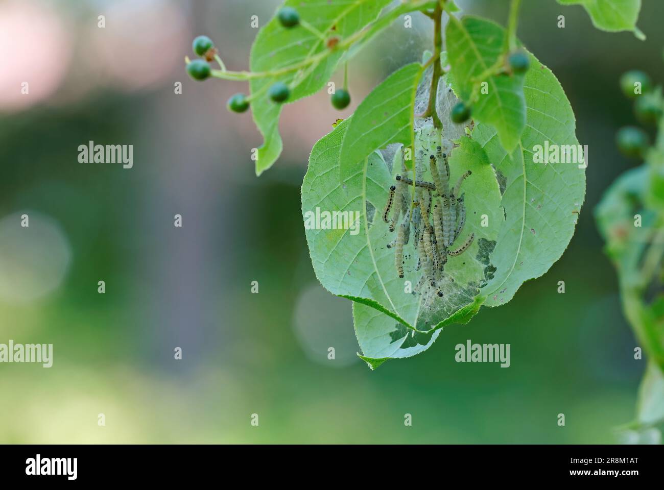 Une colonie d'hermine de cerise d'oiseau mangeant des feuilles de cerise d'oiseau Banque D'Images