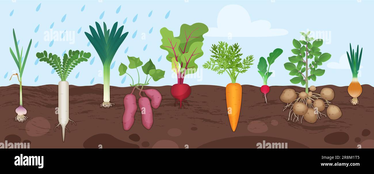 Les Racines Cartoon Les légumes-racines poussent dans le sol du jardin, infographie ...