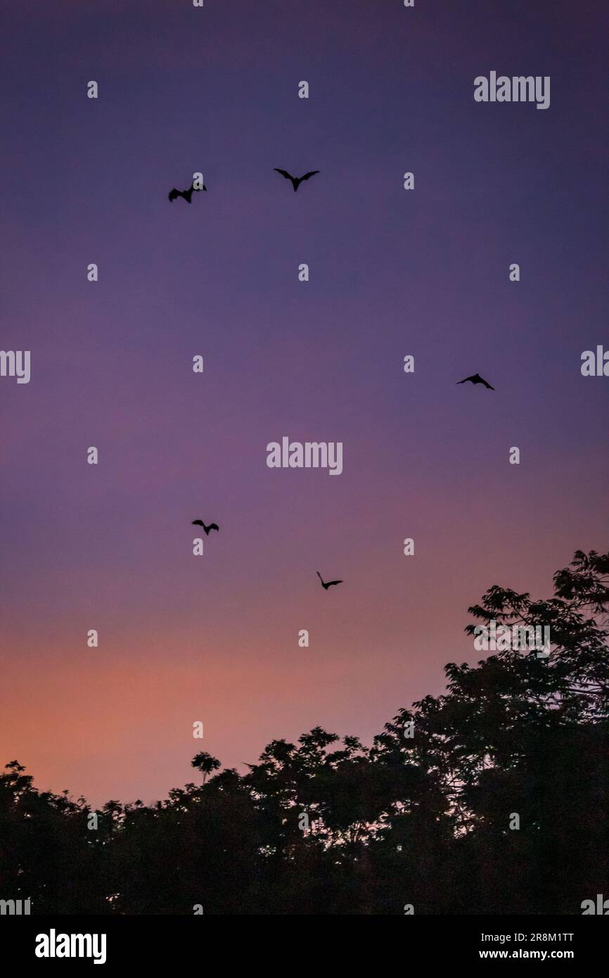 Des renards/chauves volants (Pteropus) survolant des hauts d'arbres au crépuscule, Yungaburra, Queensland, Australie. Banque D'Images
