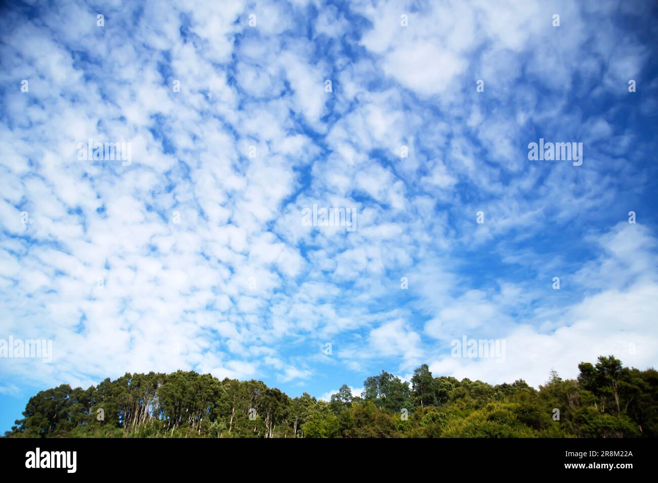 vastes nuages et arbres Banque D'Images