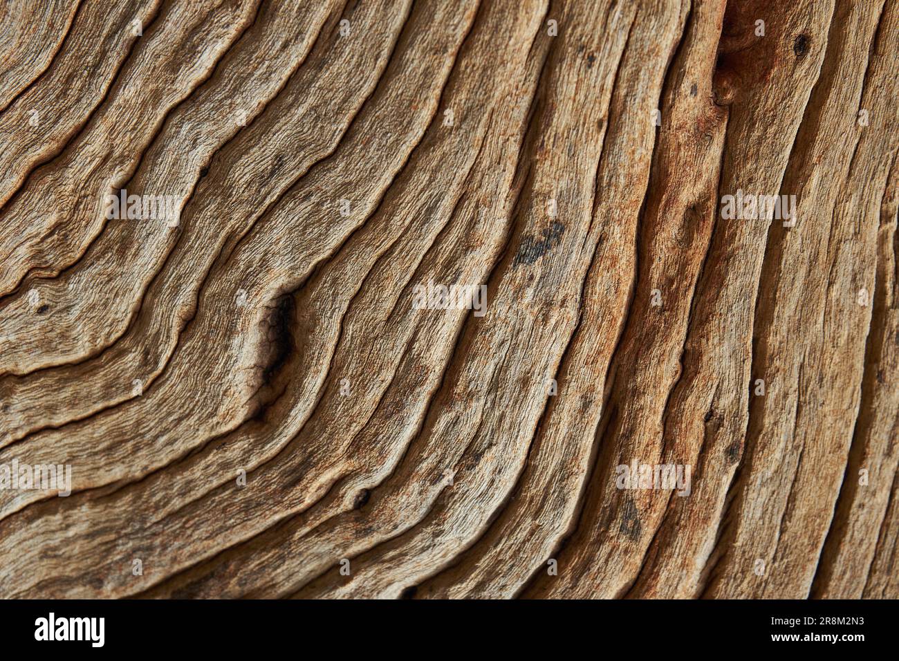 Gros plan de l'arrière-plan de la texture du bois ancien Banque D'Images