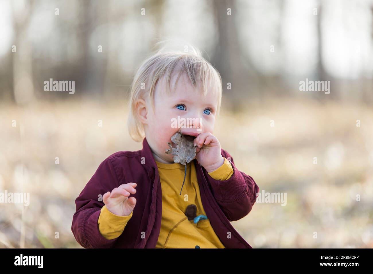 Tout-petit tenant la feuille tombée dans la bouche Banque D'Images