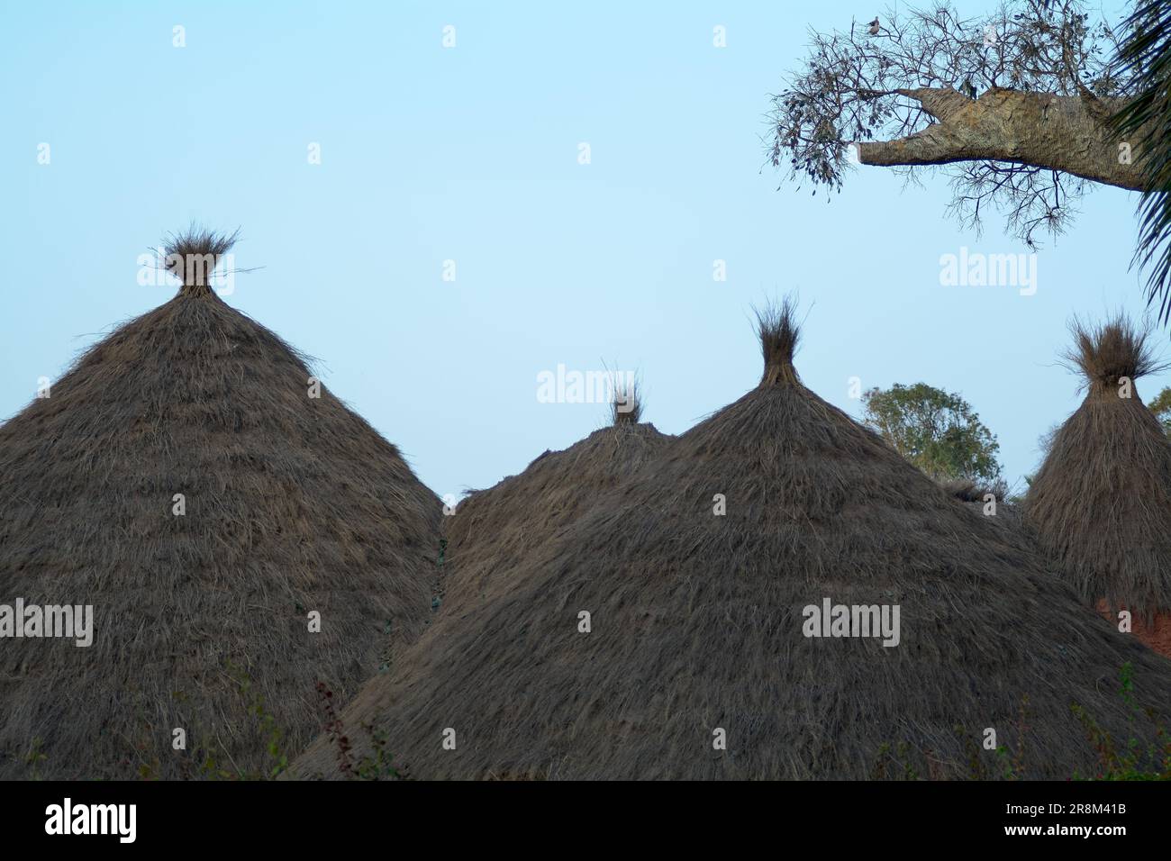 Détail du toit de quelques huttes africaines à côté de la branche d'un baobab. Banque D'Images