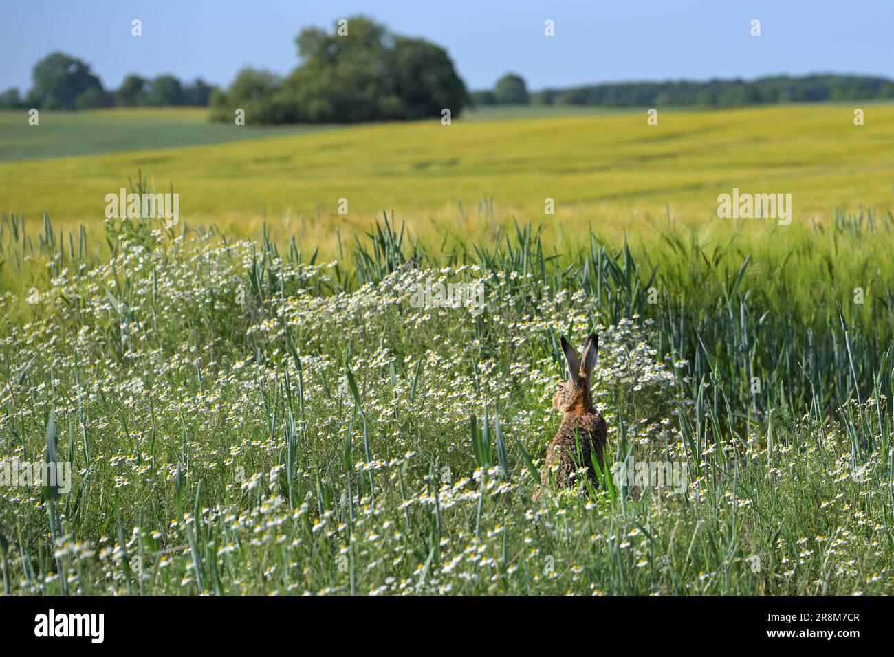Lièvre sauvage (Lepus europaeus) caché entre la camomille en fleurs dans un champ, écoutant avec ses longues oreilles et regardant dans l'agriculture large la Banque D'Images