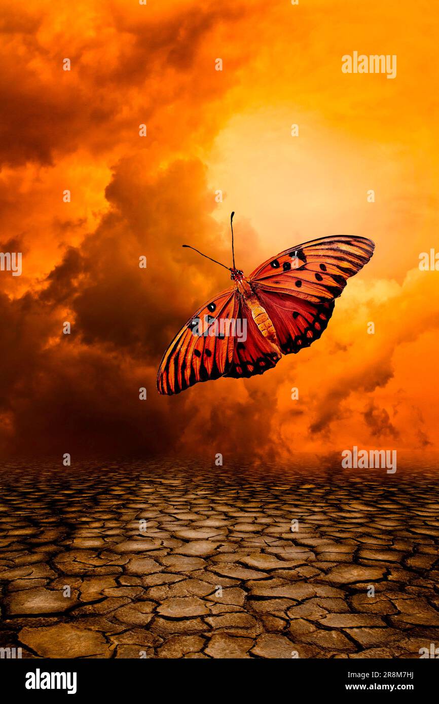 papillon au-dessus d'un sol désertique Banque D'Images