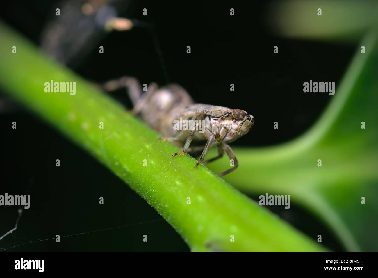 Deux planthopper (Issus coleoptratus) sur une branche, accouplement, photographie d'insectes, macro, biodiversité, nature Banque D'Images