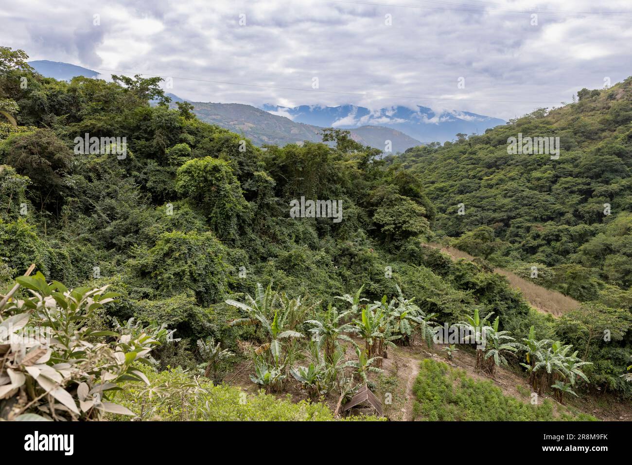 Palmiers luxuriants et verts dans une plantation dans les Andes boliviennes - Voyage et explorer l'Amérique du Sud Banque D'Images