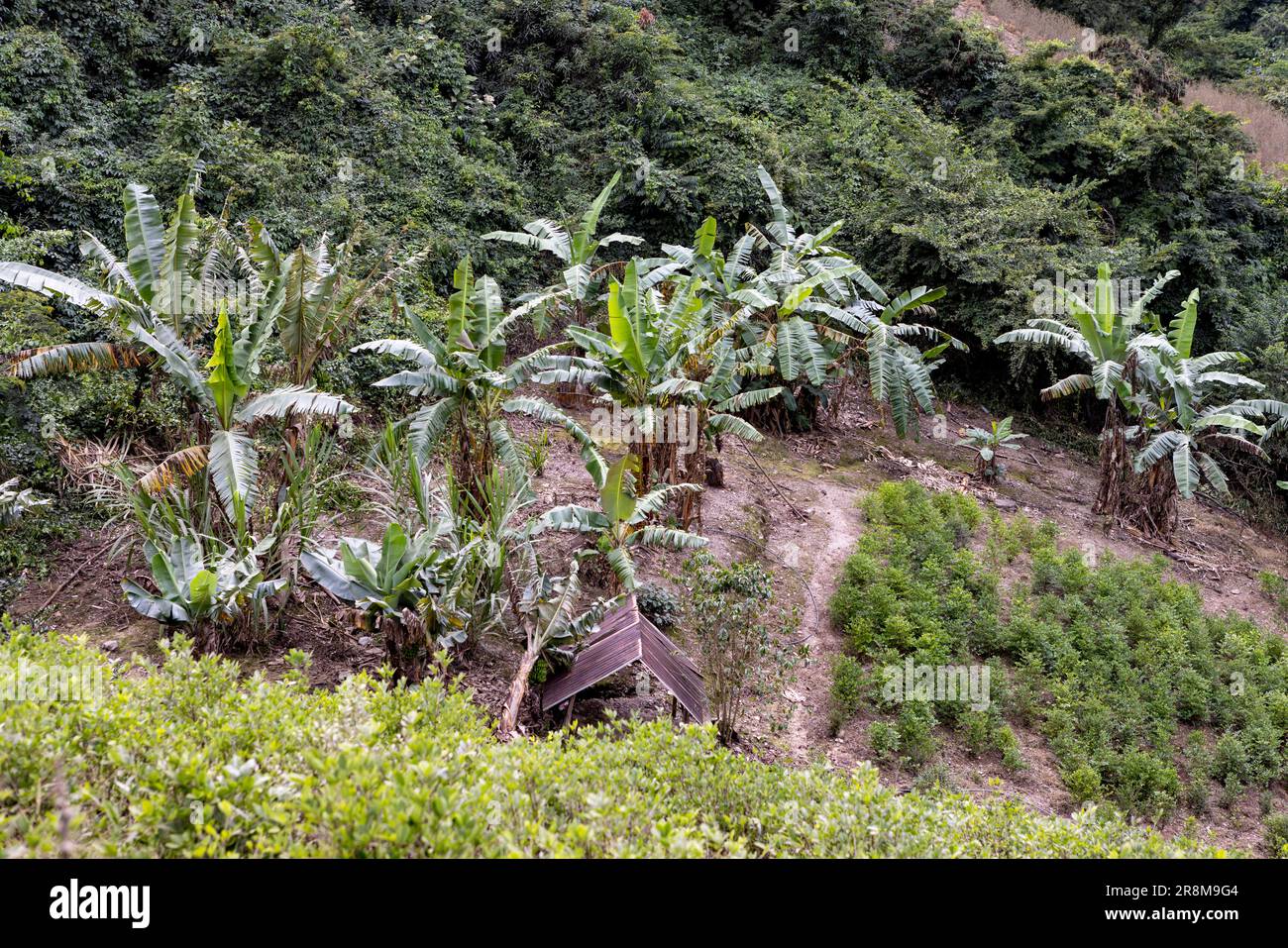 Palmiers luxuriants et verts dans une plantation dans les Andes boliviennes - Voyage et explorer l'Amérique du Sud Banque D'Images