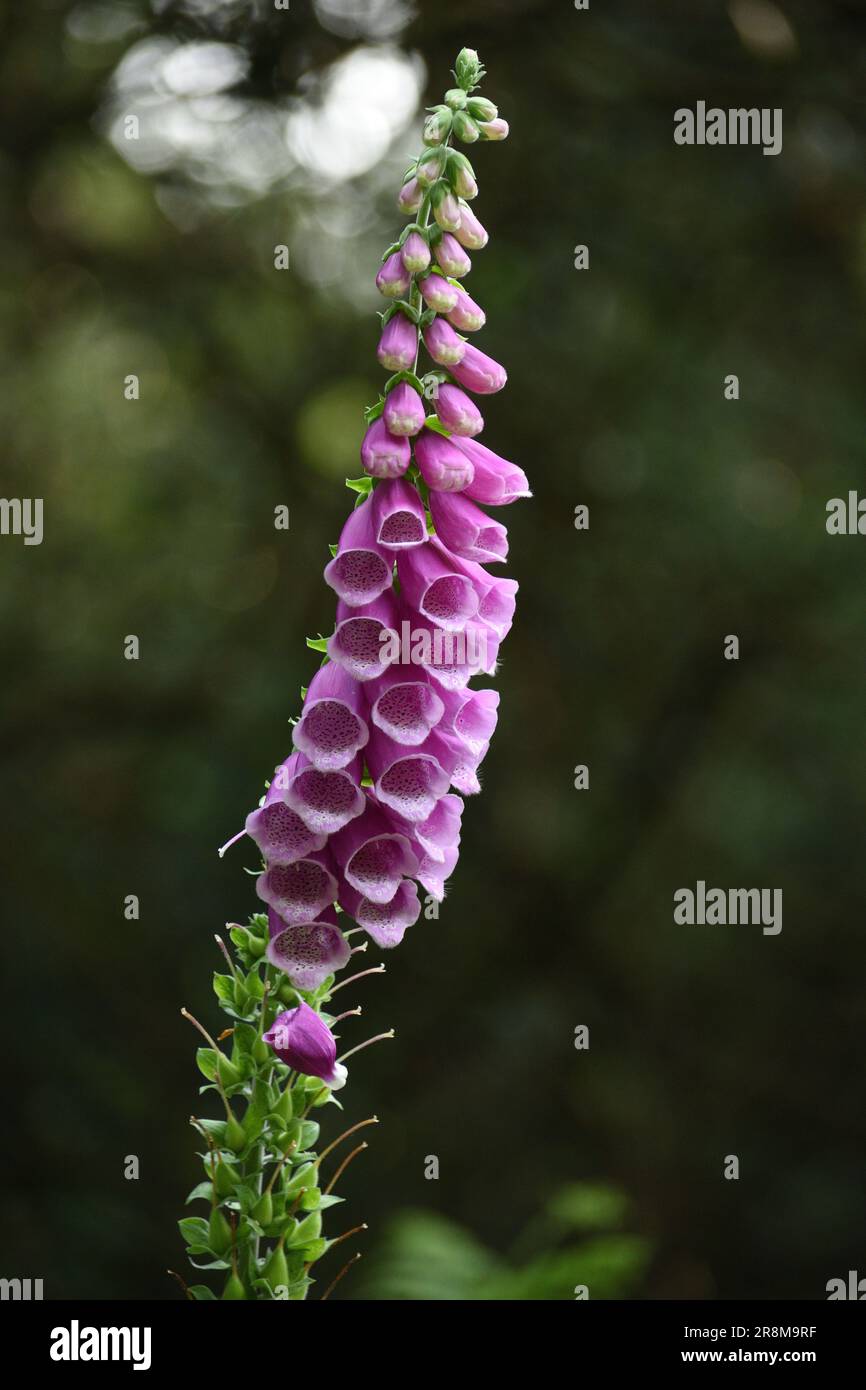Foxgloves s'éxtant dans la forêt Banque D'Images