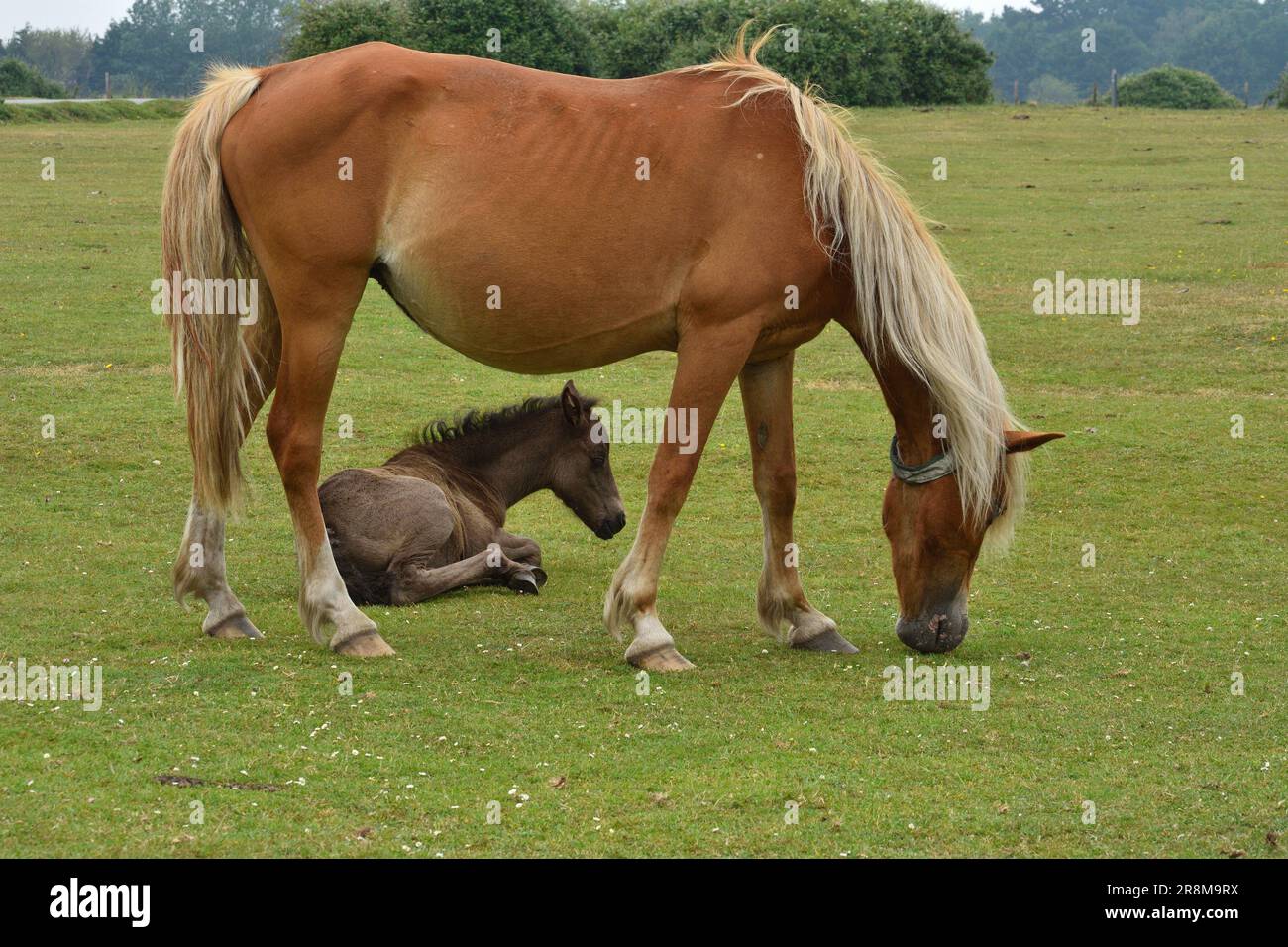 New Forest poney et foal de détente sur la lande ouverte. Banque D'Images