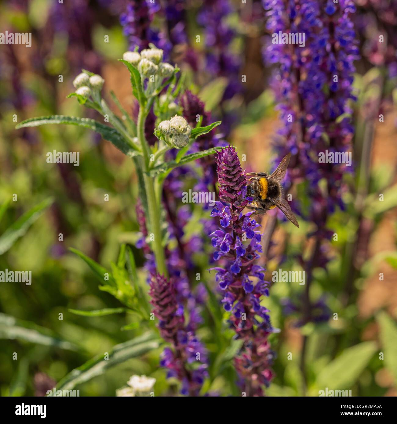 Des bourdons pollinisent une Salvia nemorosa 'Caradonna' dans un jardin britannique Banque D'Images