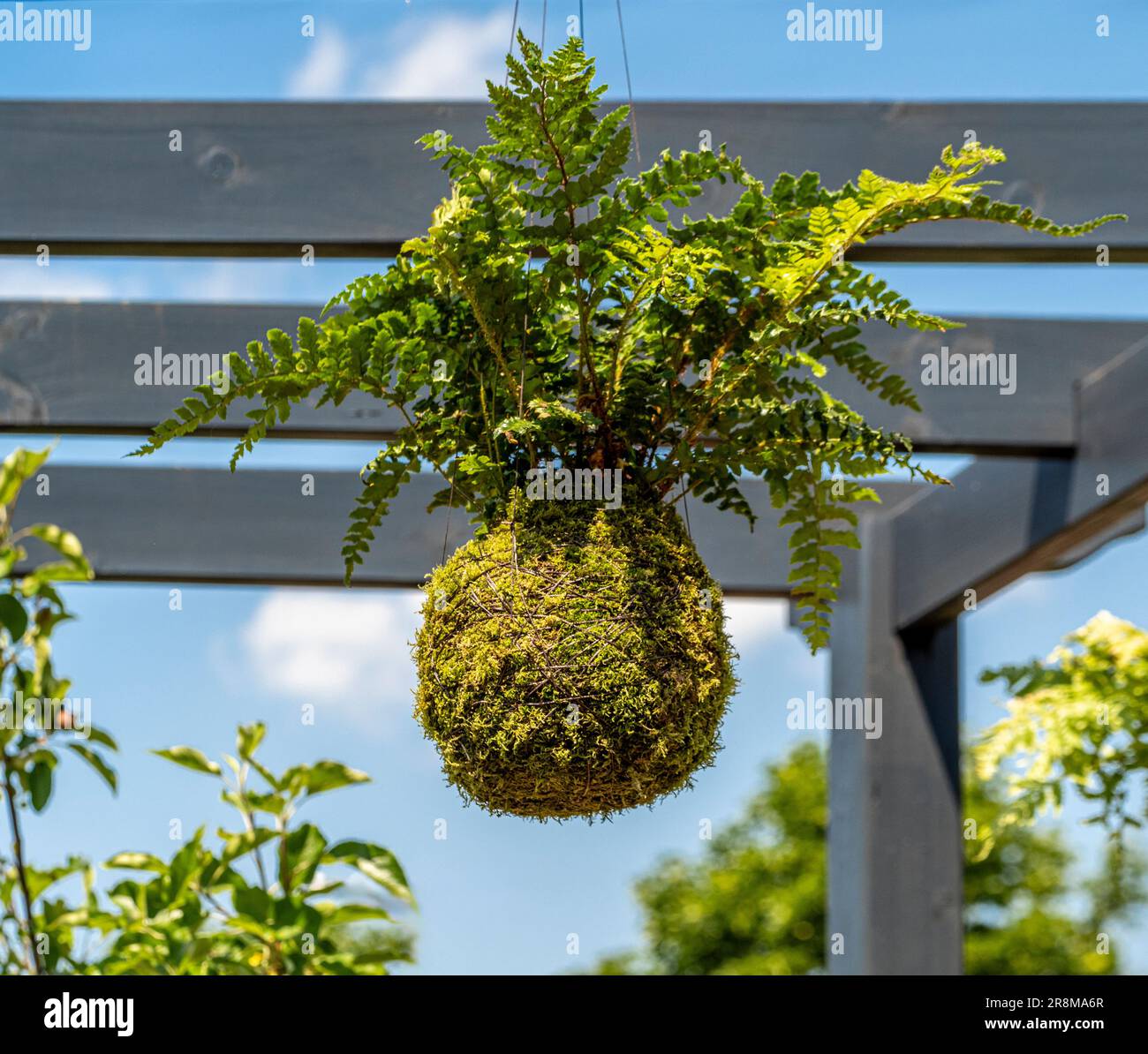 L'art japonais de Kokedama. Ballon de mousse contenant une plante de fougères suspendue d'une pergola en bois, vue contre un ciel bleu, dans un jardin britannique. Banque D'Images