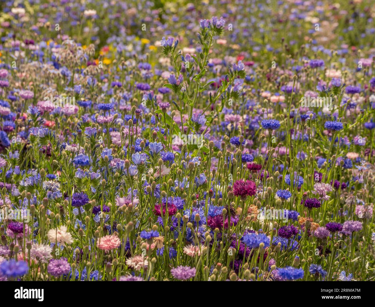 Prairie estivale de fleurs sauvages comprenant principalement des fleurs de maïs bleues, pourpres et roses. Banque D'Images