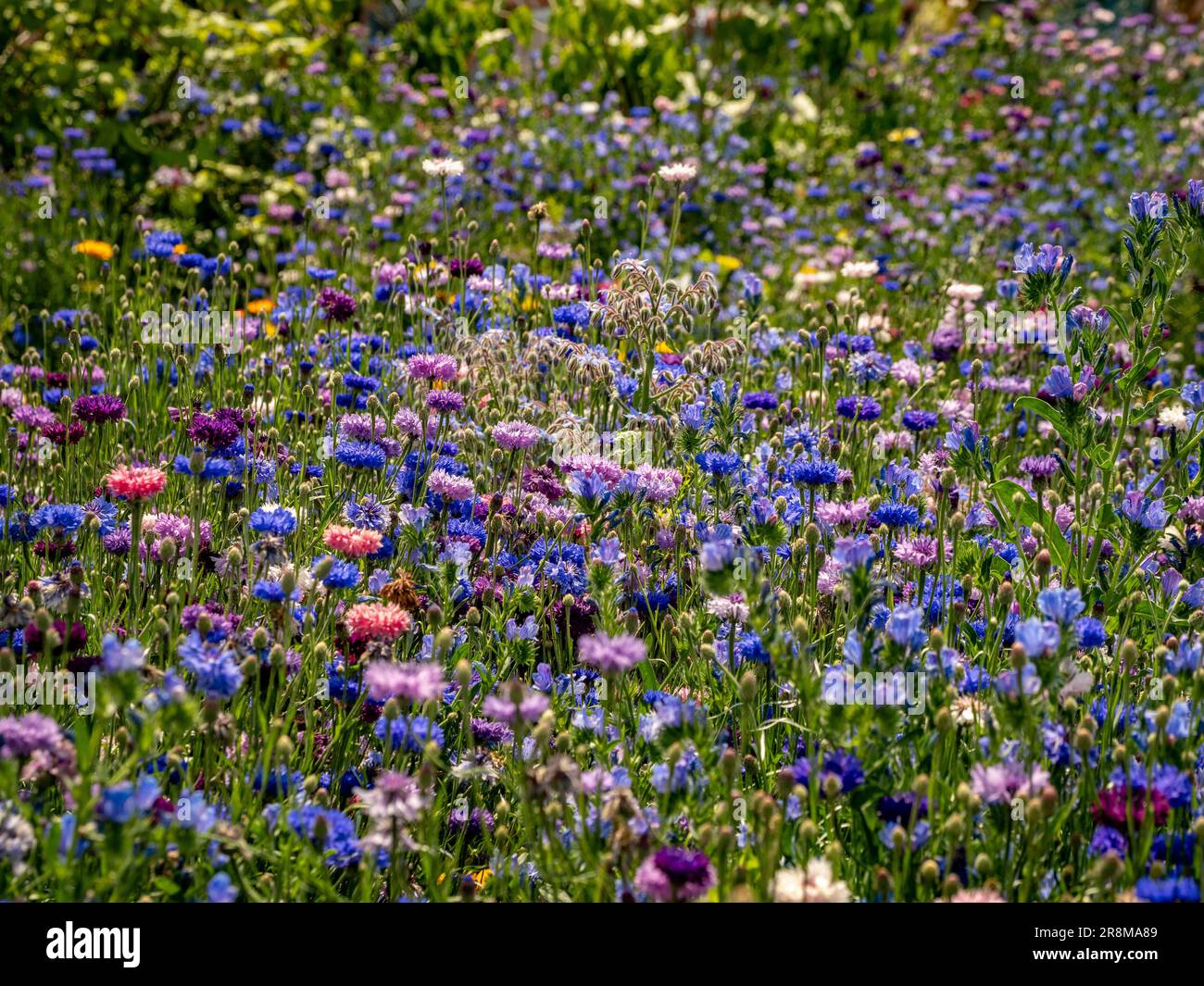 Prairie estivale de fleurs sauvages comprenant principalement des fleurs de maïs bleues, pourpres et roses. Banque D'Images