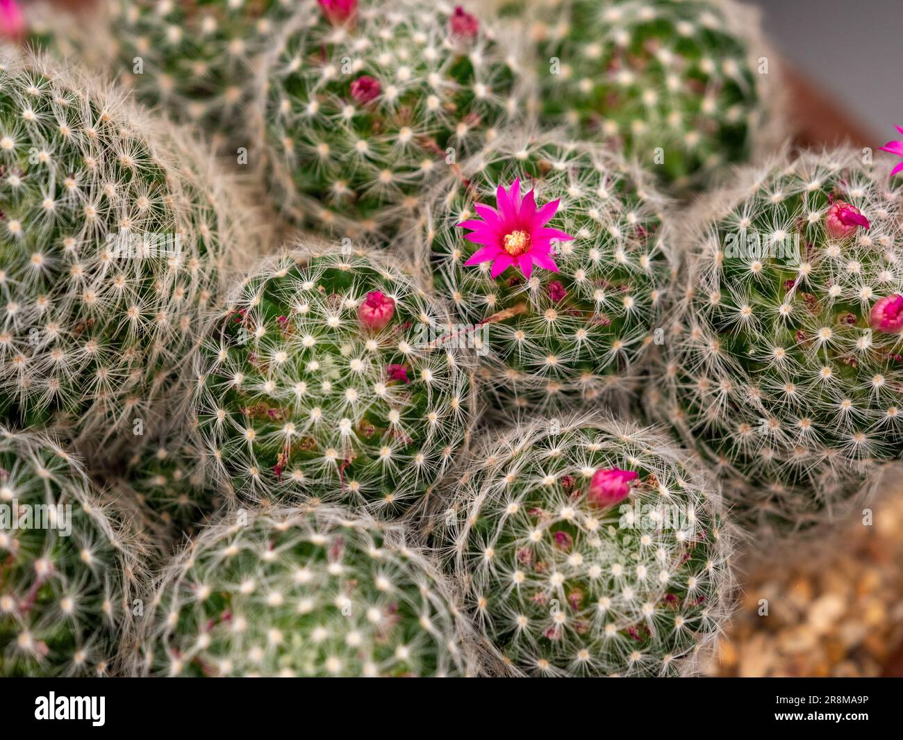 Flat Lay gros plan des épines douces et bruyantes et des fleurs roses de Mammillaria laui. Banque D'Images