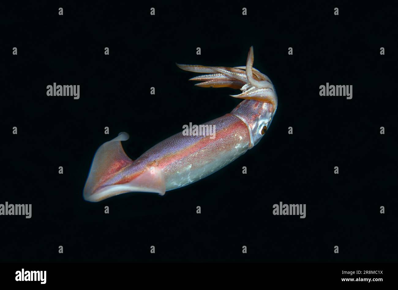 Bigfin Reef Squid, Sepioteuthis lessoniana, flottant dans la colonne d'eau, Blackwater Night Dive, Seraya, Karangasem, Bali, Indonésie, Océan Indien Banque D'Images