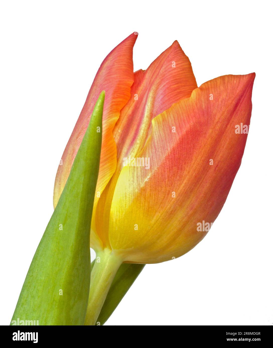 Tulipe orange Banque D'Images