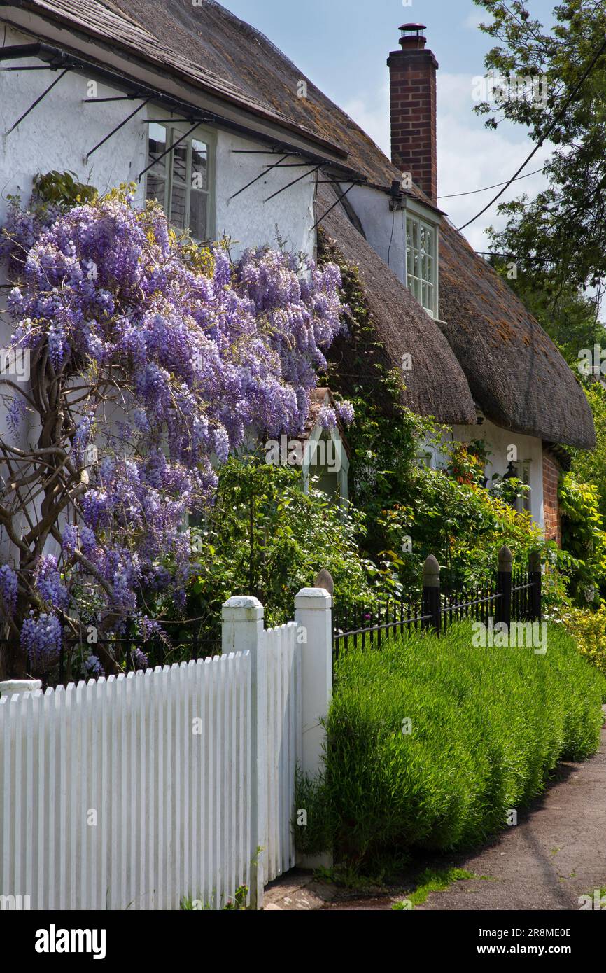Cottages de village avec Wisteria à Childrey, Oxfordshire, Angleterre Banque D'Images